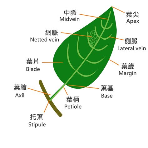 葉形狀|葉的型態、構造與功能